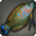 Garjana wrasse icon1.png