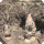 HW sightseeing log 48 icon.png