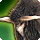 Island buffalo icon2.png