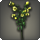 Yellow campanulas icon1.png