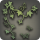 Ivy mural icon1.png