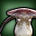 Funguar icon1.png