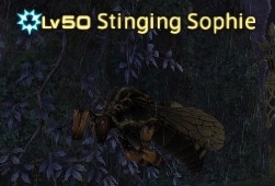 Stinging sophie1.jpg