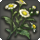 Halone gerbera icon1.png