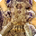 Ttokrrone card icon1.png