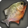 Miounnefish icon1.png