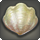 Gigant Clam