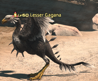 Lesser Gagana.png