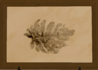 Malm Kelp print.png