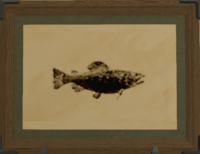 Rak'tike Trout print.png