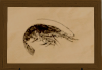 Rose Shrimp print.png