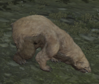 Brown Bear.png