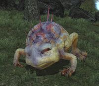 Luncheon-toad.jpg