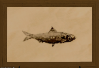 Rhotano Sardine print.png