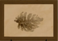 Shellfracture Kelp print.png