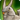 True griffin icon1.png