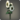 White sunflowers icon1.png