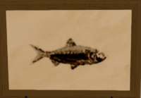 Harbor Herring print.png