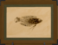 Garjana Wrasse print.png