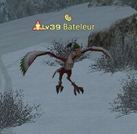 Bateleur.jpg