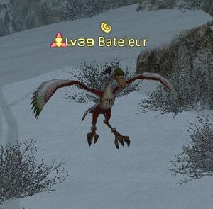 Bateleur.jpg