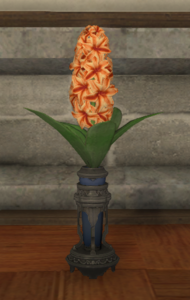 Orange Hyacinths.png