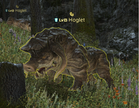 Hoglet.png