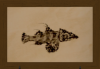 Plaguefish-print.png