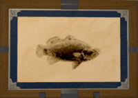 Golden Barramundi print.png