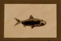 Cherry Herring print.png